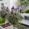 2x Lavandula Stoechas Anouk Stam P12 H30 Produktbild-Vorschau 5