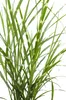 Stachelschweingras Miscanthus sinensis Strictus Ziergras Produktbild-Vorschau 5