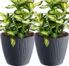 Two potted plants in gray planters with a white background. Produktbild-Vorschau
