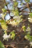 Lonicera purpusii, Wintergeißblatt, cremeweiße Blüten, Produktbild-Vorschau 1