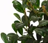 Dehner Japanische Stechpalme, Ilex crenata, Kugel-förmig, Produktbild-Vorschau 2