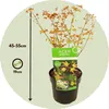 Érable du Japon - Acer palmatum 'Little Princess' - Hauteur Voir les images du produit 2