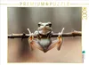 CALVENDO Puzzle Frosch denkt groß, auch wenn er klein ist | Produktbild-Vorschau 1