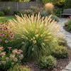 6x Pennisetum al. 'Hameln' P9 H20 Produktbild-Vorschau 2