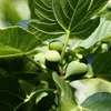 Feigenbaum - Ficus Carica - Höhe 70-90cm - ⌀21cm Produktbild-Vorschau 3