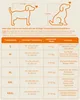 A size chart for dog transport boxes, showing dimensions and recommended dog breeds for each size. Produktbild-Vorschau