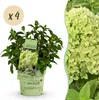 Hydrangea panniculata Groundbreaker Greeny - Produktbild-Vorschau 1