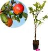 Malus Domestica 'Elstar' Pommier, pot de 3 litres Voir les images du produit 1