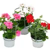 Geranien hängend - Pelargonium peltatum - 12cm Topf - Set Produktbild-Vorschau 1