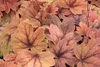 Stauden Gänge 1 x Heucherella Hybride 'Sweet Tea' im 1 Produktbild-Vorschau 5