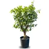 Sunny Tree - Limettenbaum große 180 Zentimeter - Citrus Produktbild-Vorschau 1
