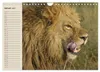 Löwen. Majestätische Kraft (Wandkalender 2027 DIN A4 quer), Produktbild-Vorschau 4