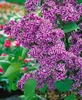 Syringa vulgaris 'Sensation', Flieder, zweifarbig, 60–80 cm Produktbild-Vorschau 13