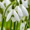 Śnieżyczka - 50 szt - Galanthus elwesii - Cebulki kwiatowe Podgląd zdjęcia produktu 3