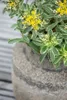 Sedum kamtschaticum, Fetthenne, gelb, ca. 9x9 cm Topf Produktbild-Vorschau 2