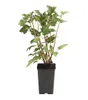 Dehner Johannisbeere Schwarze Perle, Busch, schwarze Produktbild-Vorschau 2