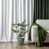 Ctenanthe Setosa - 50-60cm - Ø17cm - Plante d'intérieur - Voir les images du produit 5