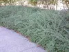 Stauden Gänge 10 x Cotoneaster dammeri 'Coral Beauty‘ - Produktbild-Vorschau 4