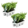 Plants by Frank | 12 Stechpalme Pflanzen | Ilex Crenata Produktbild-Vorschau 1