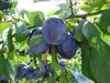 Pflaumenbaum ´JOJO´® Unterlage Myrobalan, wurzelnackt Produktbild-Vorschau 3