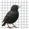 Siatka ochronna dla ptaków - siatka balkonowa 10x10 metrów Podgląd zdjęcia produktu 12