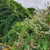Vite di pizzo d'argento (Fallopia aubertii) 2L Anteprima dell’immagine prodotto 3