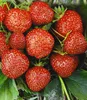 BALDUR Garten 9er Erdbeeren-Raritäten-Kollektion', Pflanzen Produktbild-Vorschau 3