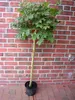 Acer platanoides Globosum, Kugelahorn, Ahorn Hochstamm, Produktbild-Vorschau 2