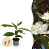 GreenboutiQ - Gartenpflanze - Magnolia grandiflora - Blüte Produktbild-Vorschau 2