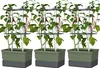 Gusta Garden CHARLY CHILI 3er-Set dunkelgrün Produktbild-Vorschau 1