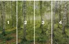 Komar Vlies Fototapete - Birch Trees - Größe: 400 x 250 cm Produktbild-Vorschau 3