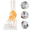 Anatomický model kostry v měřítku 1:1 v životní velikosti Náhled obrázku produktu 16