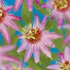Cœur Exotique Piante rampicanti - Passiflora Passiflora Anteprima dell’immagine prodotto 2
