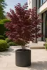 Acer palmatum 'Atropurpureum', environ 30 cm – Érable Voir les images du produit 1