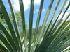 2 Stück im Palmenset Trachycarpus fortunei dicke Stämme 200 Produktbild-Vorschau 3