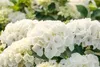 A close-up view of several white hydrangeas with green foliage in the background. Produktbild-Vorschau