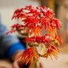 LEGO Botanicals Japanischer Roter Ahorn – Bonsai-Baum - Produktbild-Vorschau 5
