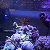 15W LED Aquarium Beleuchtung E27 Lampe Vollspektrum Produktbild-Vorschau 7