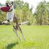 KONG Hundespielzeug KONG Flyer 24 cm rot Produktbild-Vorschau 4