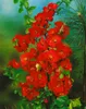 Chaenomeles japonica, Zierquitte, 40–60 cm, leuchtend rot Produktbild-Vorschau 12
