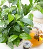 BALDUR Garten 1x Winterharte Teepflanze, Pflanze im 10,5 Produktbild-Vorschau 1