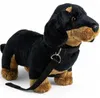 Carl Dick Teckel debout noir avec laisse env. 30cm de long, Voir les images du produit 1