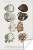 MuchoWow® Poster Muschel - Vintage - Meer 120x180 cm - Produktbild-Vorschau 1