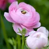 Renoncule - Set de 80 - Ranunculus - Bulbes à fleurs Voir les images du produit 4