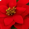 3.08 Poinsettia 20 cm en pot de terre cuite - Poinsettia / Voir les images du produit 6