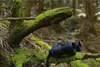 Binoculars resting on a moss-covered fallen tree branch in a forest. Anteprima dell’immagine prodotto