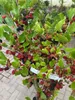 Hochstamm Zwerg-Maulbeere Mojo Berry ® - Morus rotundiloba Produktbild-Vorschau 4
