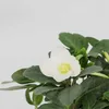 Christrosen - 6 Stk - Helleborus niger 'Mont Blanc' - Höhe Produktbild-Vorschau 3