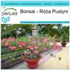 SAFLAX - Zestaw prezentowy - Bonsai - Róża Pustyni - 8 Podgląd zdjęcia produktu 5