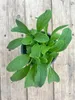 Enseleits 2x Borretsch,Borago officinalis,Gurkenkraut, Produktbild-Vorschau 4